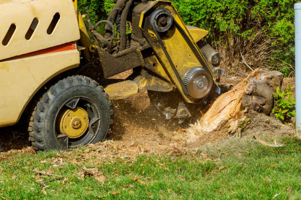 How Our Tree Care Process Works  in  Seabrook, TX