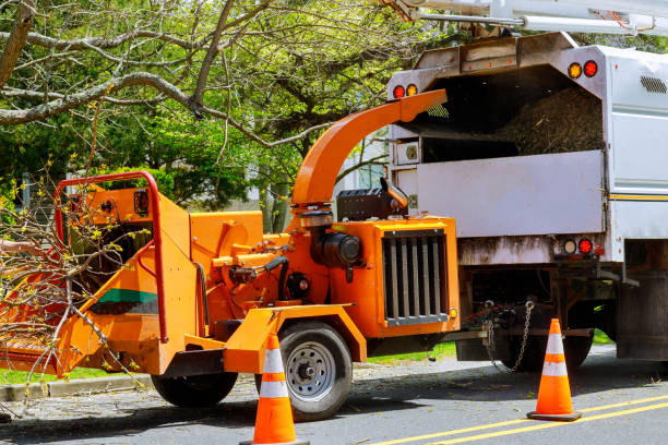 Best Tree Health Inspection  in Seabrook, TX