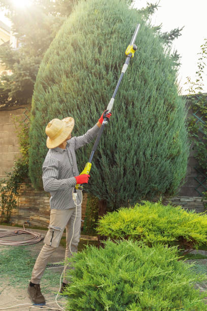 How Our Tree Care Process Works  in  Seabrook, TX